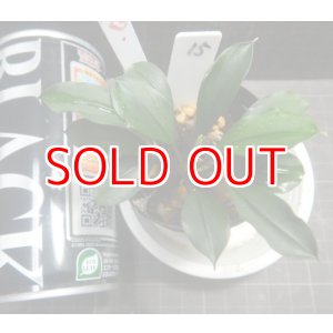 画像: Bucephalandra sp.ディープブルー　N15