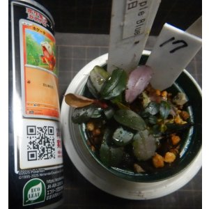 画像: Bucephalandra sp.パープルブルー17