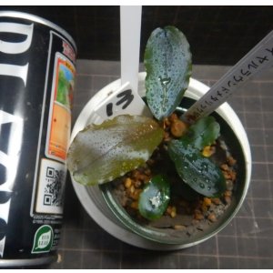 画像: Bucephalandra sp.ラウンドメタリック13