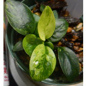 画像: アヌビアス斑入りの水上株