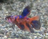 画像:  ベタ　メス　ハーフムーン1匹