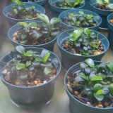 画像: アヌビアスプチナナ1ポット