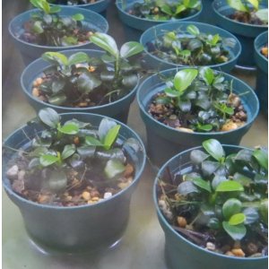 画像: アヌビアスプチナナ1ポット