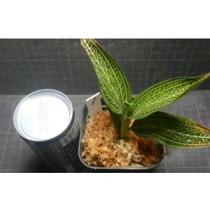 画像: ルディシア ディスカラー   var. alba 　No1(10月30日株分け）