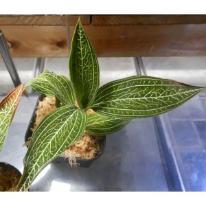 画像: ルディシア ディスカラー   var. alba 　No4(1１月30日株分け）