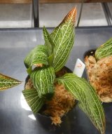 画像: ルディシア ディスカラー   var. alba 　No2(10月30日株分け）