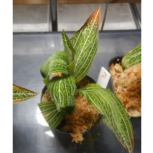 画像: ルディシア ディスカラー   var. alba 　No2(10月30日株分け）