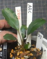 画像: Bucephalandra sp.ARC　　No23