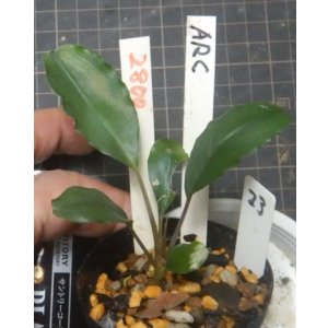 画像: Bucephalandra sp.ARC　　No23