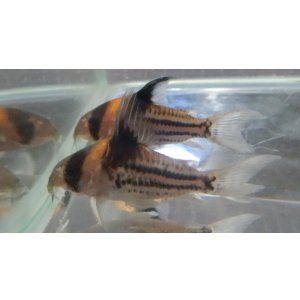 画像: コリドラスコルレアブリード　ペア