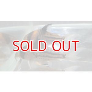 画像: コリドラスコルレアブリード　ペア