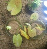 画像: モザイクロータスレッド　1株