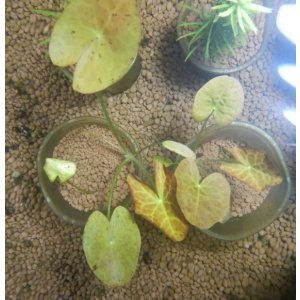 画像: モザイクロータスレッド　1株