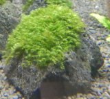 画像: ウォーターフェザー付き溶岩石