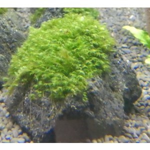 画像: ウォーターフェザー付き溶岩石