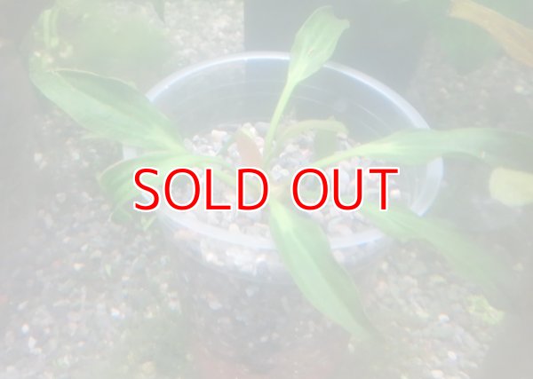 画像1: エキノドルス・リオ・バリザス　アルゼンチン産増殖株