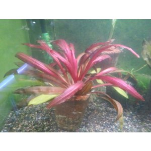 画像: エキノドルス　ホレマニーレッドAL1株