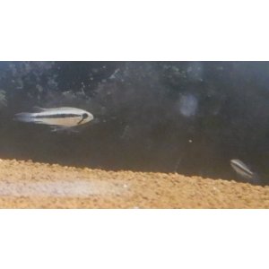 画像: Ａｐ　エリザベサエ　メスサンガブリエル”wild×オス欧州便スーパーレッドのF1ペアNo29