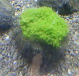 画像: プレミアムモス溶岩