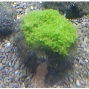 画像: プレミアムモス溶岩