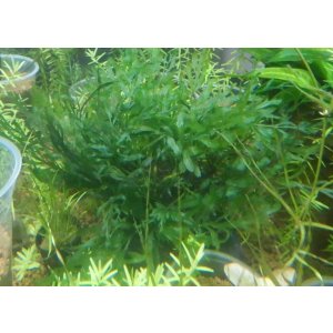 画像: ボルビティス溶岩石付き