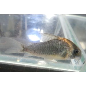 画像: コリドラスショートノーズルイーザ　WILD1匹