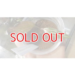 画像: Cryptocoryne ロザエネルビス水上1株斑あり