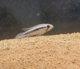 画像: Ａｐ　エリザベサエ　メスサンガブリエル”wild×オス欧州便スーパーレッドのF1ペアNo28