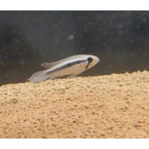 画像: Ａｐ　エリザベサエ　メスサンガブリエル”wild×オス欧州便スーパーレッドのF1ペアNo28