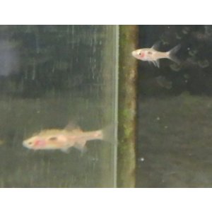 画像: ボララス メラー1匹