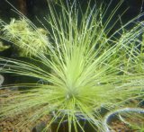 画像: ホシクサ マットグロッソ1株