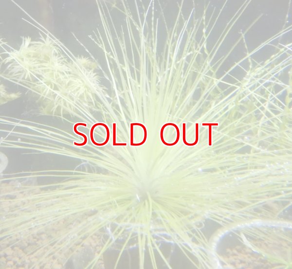 画像1: ホシクサ マットグロッソ1株