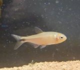 画像: ローズフィンチテトラ ミナス1匹