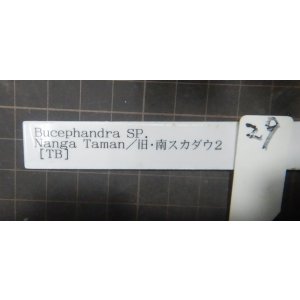 画像: Bucephalandra sp.No29　委託販売