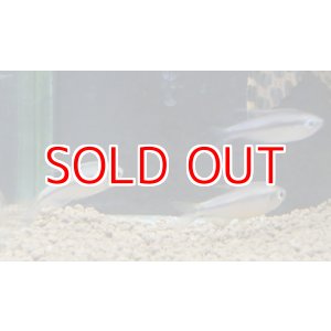 画像: スーパーイエローデビル・テトラ（ワイルド）1匹