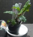 画像2: Bucephalandra sp.No29　委託販売
