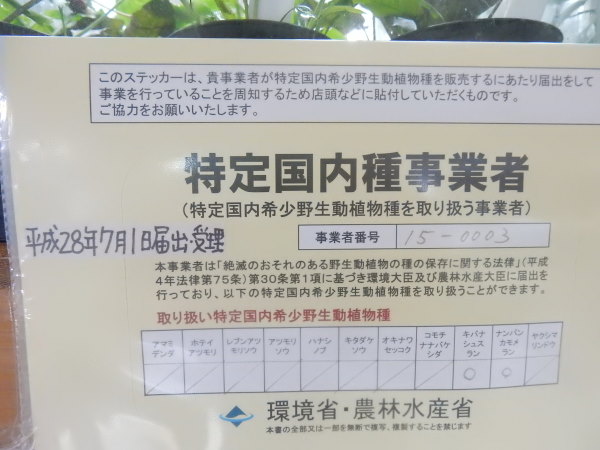 画像1: 特定国内種販売許可書？