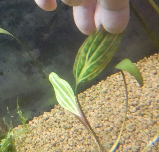 画像3: クリプトコリネロザエネルビス水中葉斑有り