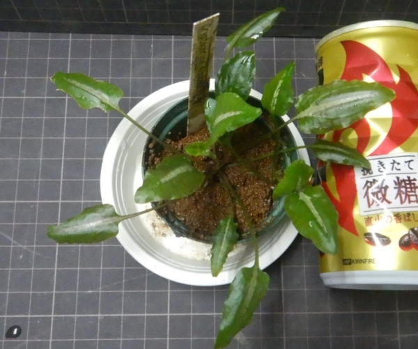 画像1: Cryptocoryne Albobena Riau産