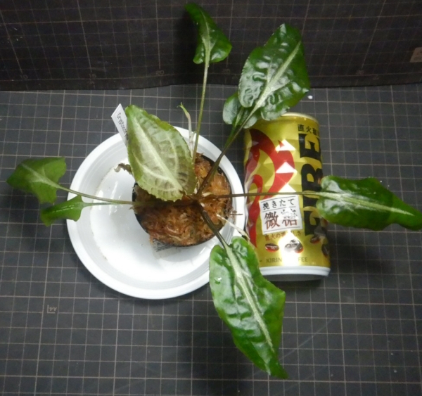 画像2: Cryptocoryne Albobena Riau産良株