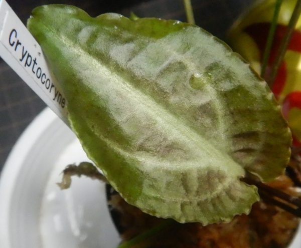 画像1: Cryptocoryne Albobena Riau産良株