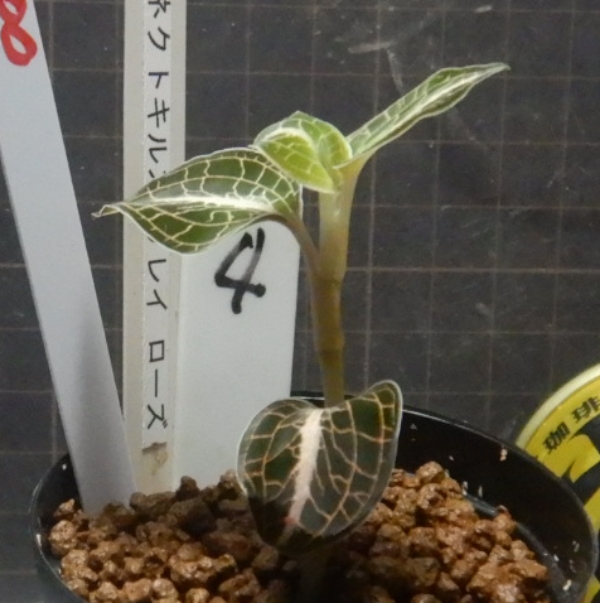 画像2: Anoectochilus lylei　4