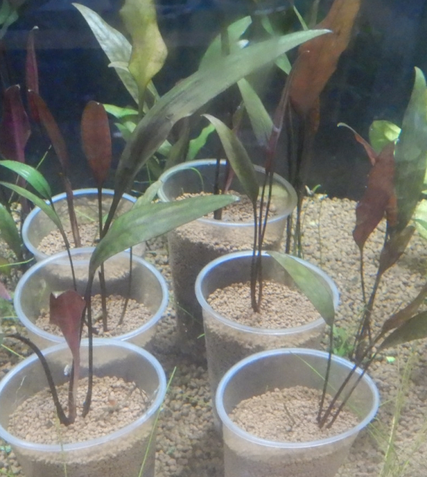 画像1: Cryptocoryne ロザエネルビス水中1株