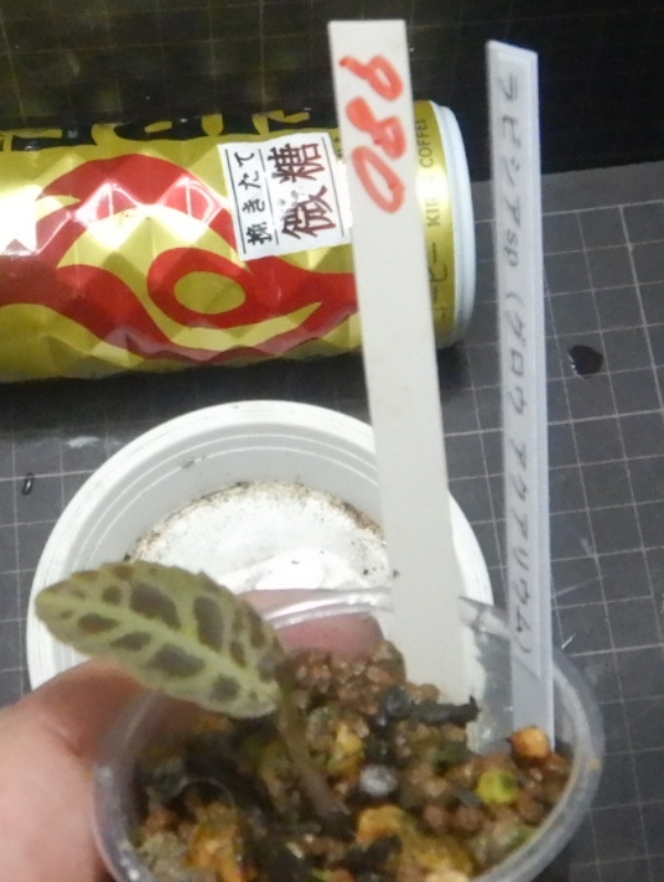 画像2: ラビシアspグローアクア　子株