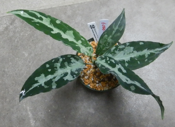 画像2: タグの株ですN4　委託販売