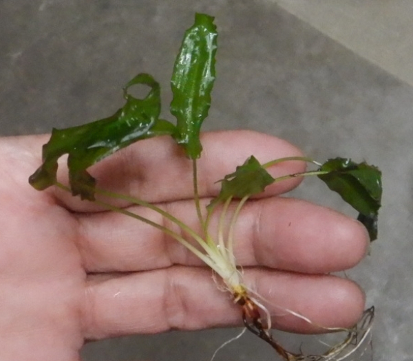 画像2: Cryptocoryne affinis "GreenKn便（2011年頃）