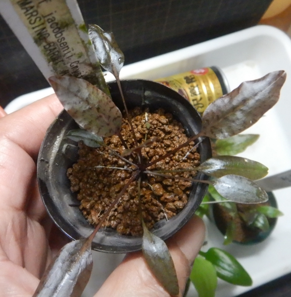 画像1: Cryptocoryne 5点セットNo29