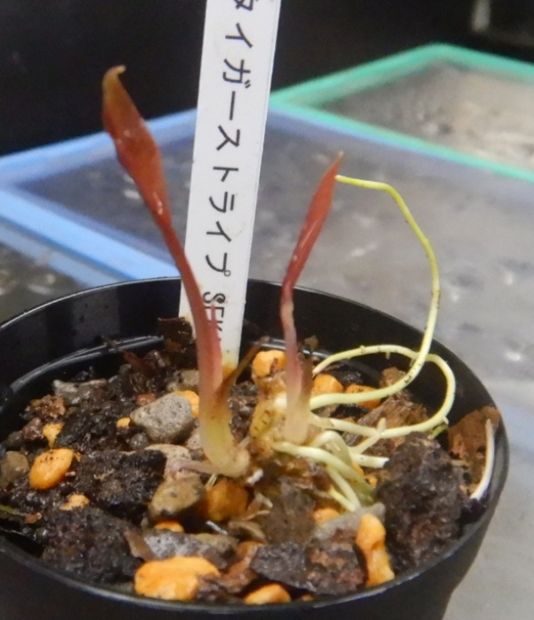 画像3: クリプト ストリオラータ タイガーストライプSEKADAU復活株2芽付き