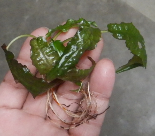 画像2: Cryptocoryne affinis "GreenKn便（2011年頃）