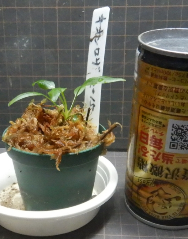 画像2: ネオンロザ2015　委託販売